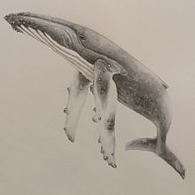 Mi proyecto del curso: Técnicas de ilustración naturalista: ballenas en acuarela. Fine Arts, Painting, Watercolor Painting, and Naturalistic Illustration project by Esther Pelayo - 03.24.2024