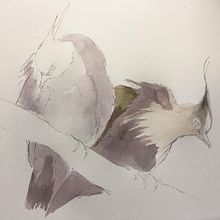My project for course: Artistic Watercolor Techniques for Illustrating Birds. Traditional illustration, Watercolor Painting, Realistic Drawing, and Naturalistic Illustration project by jumamurphy - 03.25.2024