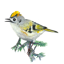 Oiseaux à l'aquarelle . Ilustrasi tradisional proyek oleh maela_adam - 03.25.2024