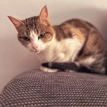 Mi proyecto del curso: Introducción a la fotografía digital. Photograph, and Digital Photograph project by Blanca González Reina - 03.25.2024