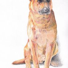 mascotas. Traditional illustration project by Jesús candelas - 12.20.2023