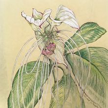Bat plant. Botanical Illustration project by jumamurphy - 03.26.2024
