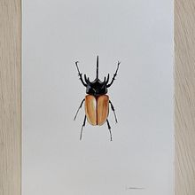 Insetos Ein Projekt aus dem Bereich Traditionelle Illustration und Aquarellmalerei von Laura Hauly - 26.03.2024