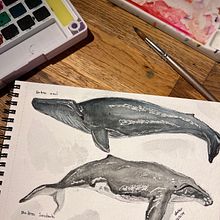 Mi proyecto del curso: Técnicas de ilustración naturalista: ballenas en acuarela. Un progetto di Belle arti, Pittura, Pittura ad acquerello e Illustrazione naturalistica di Veronica Ruiz - 27.03.2024