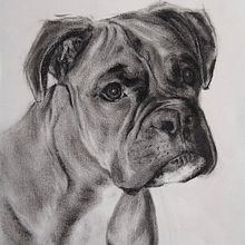 My project for course: Animal Illustration with Charcoal and Ink. Artes plásticas, Desenho, Ilustração com tinta e Ilustração naturalista projeto de Lisa Branney - 27.03.2024
