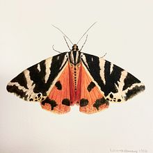 Mariposa Ein Projekt aus dem Bereich Traditionelle Illustration und Aquarellmalerei von Laura Hauly - 27.03.2024