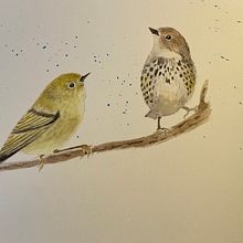 My project for course: Artistic Watercolor Techniques for Illustrating Birds . Ilustrație tradițională, Pictură în acuarelă, Desen realist & Ilustrație naturalistă de keelannaasz - 03.28.2024