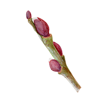 botanical watercolour. Botanical Illustration project by Leonie Thoby - 03.30.2024
