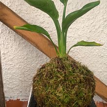 Mi proyecto del curso: Kokedamas: crea macetas naturales de musgo. Projekt z dziedziny Craft, Projektowanie wnętrz, Architektura krajobrazu,  Dekoracja wnętrz, DIY, Kompoz i cje kwiatowe i botaniczne użytkownika Noelia - 31.03.2024