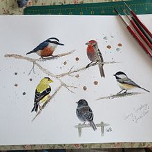 Spring Symphony - Junco's Choir - course project Bird Illustrations with Sarah Stokes. Watercolor Painting project by Gina - 04.02.2024