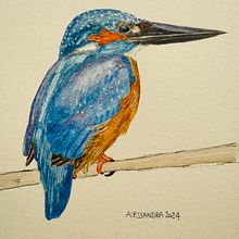 Il mio progetto del corso: Acquerello artistico per illustrazione di animali: gli uccelli. Un progetto di Illustrazione tradizionale, Pittura ad acquerello, Disegno realistico e Illustrazione naturalistica di Alessandra Roncagliolo - 03.04.2024