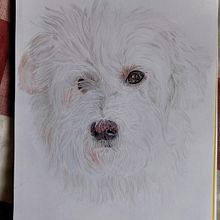 Mi proyecto del curso: Retratos de Mascotas en Lápices de Colores. Traditional illustration, and Naturalistic Illustration project by Marta Rodríguez - 04.03.2024