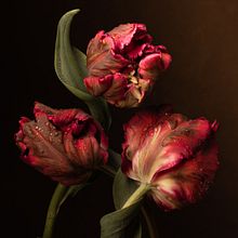 Dutch Master Inspired . Fotografi, Desain Pencaha, aan, Fotografi Pascaproduksi, Membuat sketsa, Kreativitas, Pencaha, aan Fotografi, Fotografi Studio, Fotografi Digital, Fotografi Seni Rupa, Instagram & Ilustrasi Botani proyek oleh Leah McLean - 04.04.2024