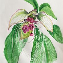 Bat plant . Traditional illustration, Fine Arts, Painting, Drawing, Watercolor Painting, and Botanical Illustration project by jumamurphy - 04.05.2024