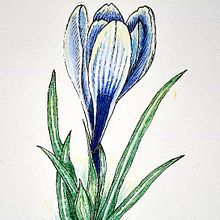 Mein Abschlussprojekt für den Kurs: Naturillustration mit Aquarell und Stift. Traditional illustration, Fine Arts, Painting, Drawing, Watercolor Painting, and Botanical Illustration project by Ulrich Ludwig - 04.05.2024