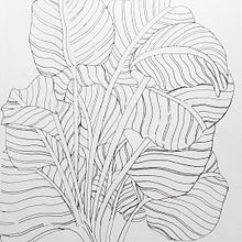 Line drawing of a prayer plant. Traditional illustration project by Claudia Smaletz - 04.04.2024