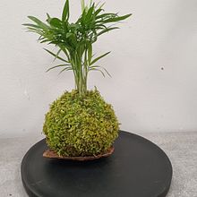 Mój projekt z kursu: Kokedama: tworzenie naturalnych doniczek z mchu. Un progetto di Design floreale e vegetale, Artigianato, Interior design, Paesaggismo, Interior Design e DIY di agata_kwartnik - 06.04.2024