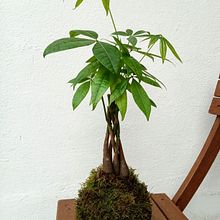 Mi proyecto del curso: Kokedamas: crea macetas naturales de musgo. Arts, Crafts, Interior Design, L, scape Architecture, Decoration, DIY, Floral, and Plant Design project by adalbertbrugui - 04.06.2024