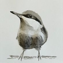 Mijn project van de cursus: Vogels illustreren met artistieke aquarel . % André Boontjes tarafından hazırlanan Geleneksel illüstrasyon, Suluboya Resim, Gerçekçi Çizim, Ve Doğalcı İllüstrasyon projesi - 04.07.2024