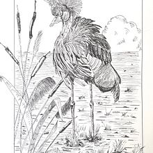 Mon projet du cours : Illustration à l'encre et à la plume : représentez le monde naturel. Sketching, Drawing, Artistic Drawing, Sketchbook, Ink Illustration, and Naturalistic Illustration project by rosane_mas - 04.08.2024