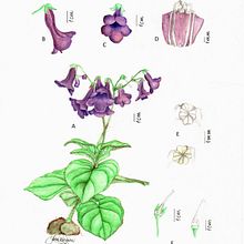 Meu projeto do curso: Ilustração botânica com aquarela. Traditional illustration, Fine Arts, Painting, Drawing, Watercolor Painting, and Botanical Illustration project by Josiene Rossini - 04.07.2024