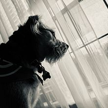 My project for course: Lifestyle Dog Photography. Un proyecto de Fotografía, Fotografía de retrato, Fotografía para Instagram, Fotografía documental, Fotografía Lifest y le de Evymarie Pérez-Rivera - 11.04.2024
