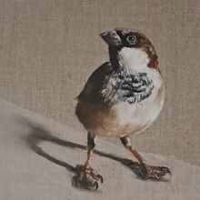 My project for course: Classical Oil Painting for Naturalist Bird Portraiture. Artes plásticas, Pintura, Pintura a óleo e Ilustração naturalista projeto de bridie_2 - 11.04.2024