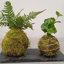 kokedama. Un progetto di Paesaggismo di agata_kwartnik - 12.04.2024