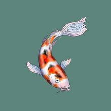 Peces. Projekt z dziedziny Trad, c i jna ilustracja użytkownika BioPicture Studio - 13.04.2024