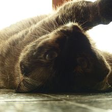 PP Fotografía a Maggie. Un progetto di Fotografia di lagelabertt - 14.04.2024