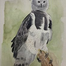 Aguila Arpia. Traditional illustration, and Watercolor Painting project by Ana Lorena Zamora López - 04.17.2024