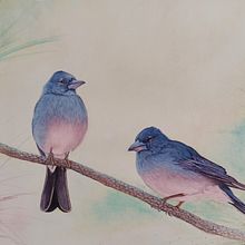 Mi proyecto del curso: Acuarela artística para ilustración de aves. Traditional illustration, Watercolor Painting, Realistic Drawing, and Naturalistic Illustration project by Ezequiel Ramírez - 04.17.2024