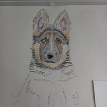 Mi proyecto del curso: Retratos de Mascotas en Lápices de Colores. Traditional illustration, and Naturalistic Illustration project by Cristobal Tavera Parra - 04.17.2024