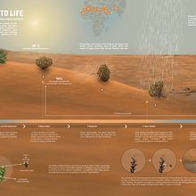 From death to life: Anastatica hierochuntica Ein Projekt aus dem Bereich Informationsdesign, Bildbearbeitung, Skulptur, Infografik und Zeichnung von marupakasrisail - 20.03.2024