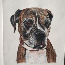Mi proyecto del curso: Retratos de Mascotas en Lápices de Colores. Traditional illustration, Naturalistic Illustration, and Photograph project by Paty Sainz - 04.21.2024