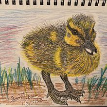 Ducklings and Goslings. Sketching, Pencil Drawing, Drawing, and Realistic Drawing project by Scott Jackson - 04.22.2024