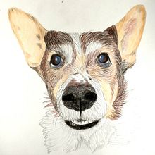 Mi proyecto del curso: Retratos de Mascotas en Lápices de Colores. Projekt z dziedziny  użytkownika su_teruya - 20.04.2024