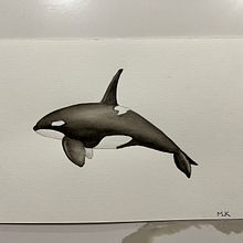My project for course: Naturalist Illustration Techniques: Whales in Watercolor. Projekt z dziedziny  Sztuki piękne,  Malarstwo, Malowanie akwarelą, Ilustracja naturalist i czna użytkownika mlreback - 09.04.2024