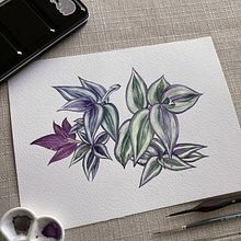 My project for course: Botanical Illustration with Watercolors. Projekt z dziedziny Trad, c, jna ilustracja,  Sztuki piękne,  Malarstwo,  R, sunek, Malowanie akwarelą, R i sunek botaniczn użytkownika daniwu - 20.04.2024