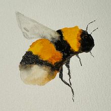 Il mio progetto del corso: Illustrazione della natura con acquerelli e carboncino. Un progetto di Illustrazione tradizionale, Pittura e Illustrazione naturalistica di Alessandra Roncagliolo - 23.04.2024