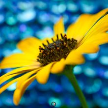 Macromundos. Un progetto di Fotografia, Fotografia digitale, Fotografia artistica, Composizione fotografica, Teoria del colore e Narrativa di ejunior1254 - 24.04.2024