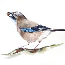Artistic Watercolor Techniques for Illustrating Birds . Ilustrație tradițională, Pictură în acuarelă, Desen realist & Ilustrație naturalistă de R R - 04.25.2024