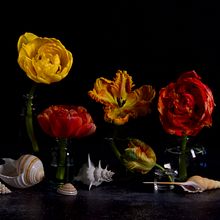 Tulips and Shells. Projekt z dziedziny Fotografia użytkownika Catherine Bearce - 26.04.2024