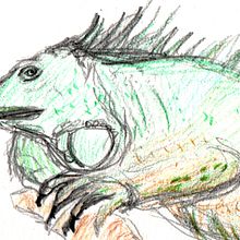 Iguana. Traditional illustration, Drawing, Colored Pencil Drawing, and Realistic Drawing project by b_jetschko - 07.31.2022