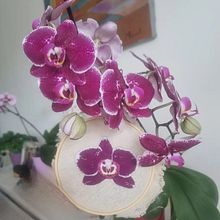 Mi proyecto del curso: Técnicas de bordado realista. Projekt z dziedziny  Haft użytkownika Angelica Sedano - 04.05.2024