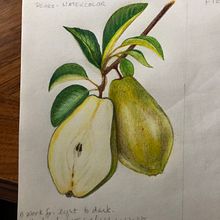 Mi proyecto del curso: Ilustración botánica realista: conecta con la naturaleza Ein Projekt aus dem Bereich Malerei, Aquarellmalerei, Botanische Illustration und Naturalistische Illustration von marianne_covo - 05.05.2024