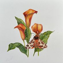 My project for course: Naturalistic Illustration in Watercolor and Gouache Ein Projekt aus dem Bereich Bildende Künste, Malerei, Aquarellmalerei, Botanische Illustration, Naturalistische Illustration und Gouachemalerei von Sylvia Strauss - 05.05.2024