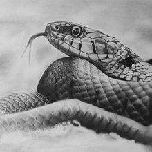 Desenho realista Cobra A4. Pencil Drawing, Realistic Drawing, Artistic Drawing, and Drawing project by Lucas Scárdua - 05.06.2024