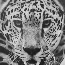 Desenho realista Onça A4. Drawing, Pencil Drawing, and Realistic Drawing project by Lucas Scárdua - 05.06.2024