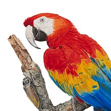 Scarlet macaw / Araracanga. Un progetto di Illustrazione tradizionale, Pittura, Belle arti, Pittura ad acquerello, Illustrazione botanica, Illustrazione con inchiostro e Illustrazione naturalistica di Marcellus Nishimoto - 08.05.2024